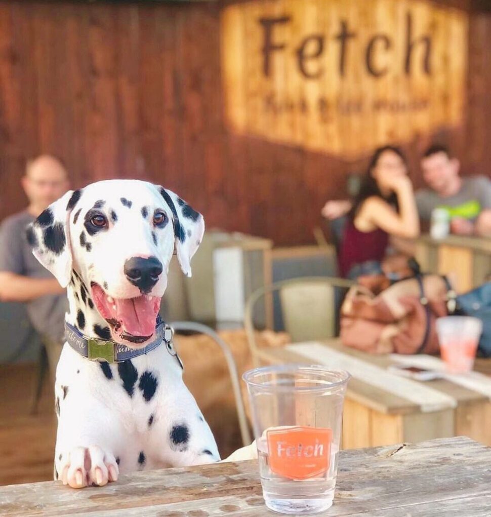 Dog Park Bar Fetch Park Coming To The Works