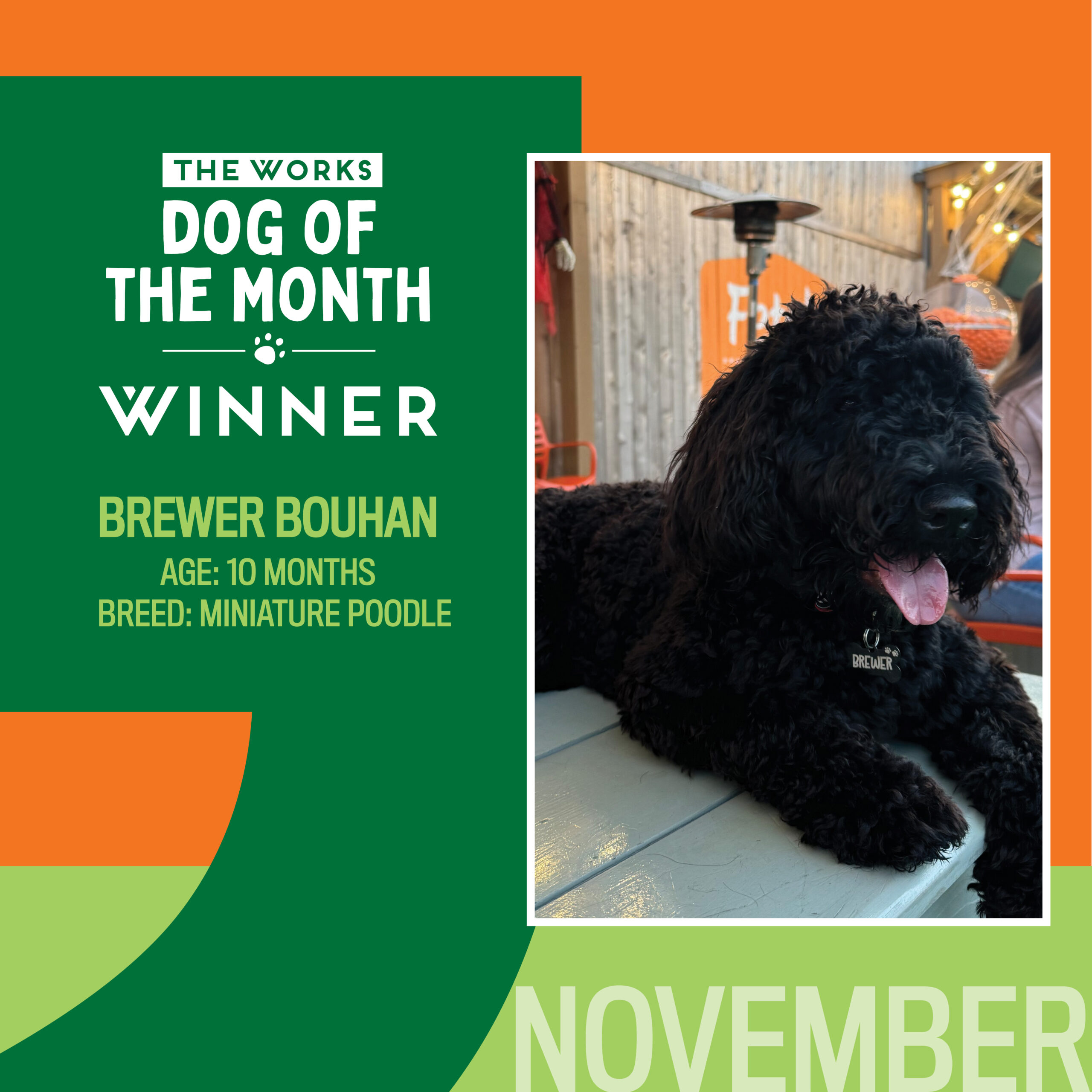 dog of the month winner