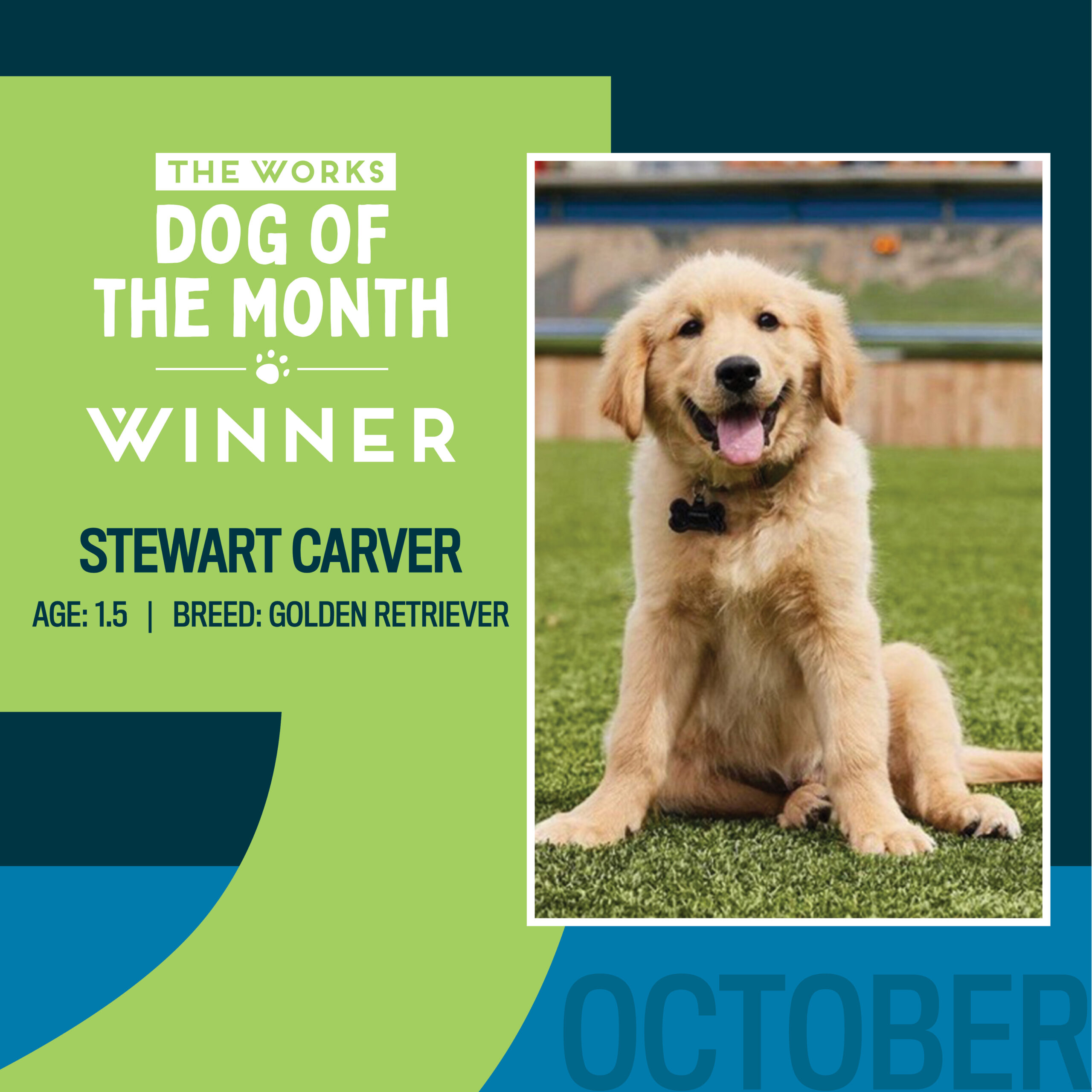 dog of the month winner