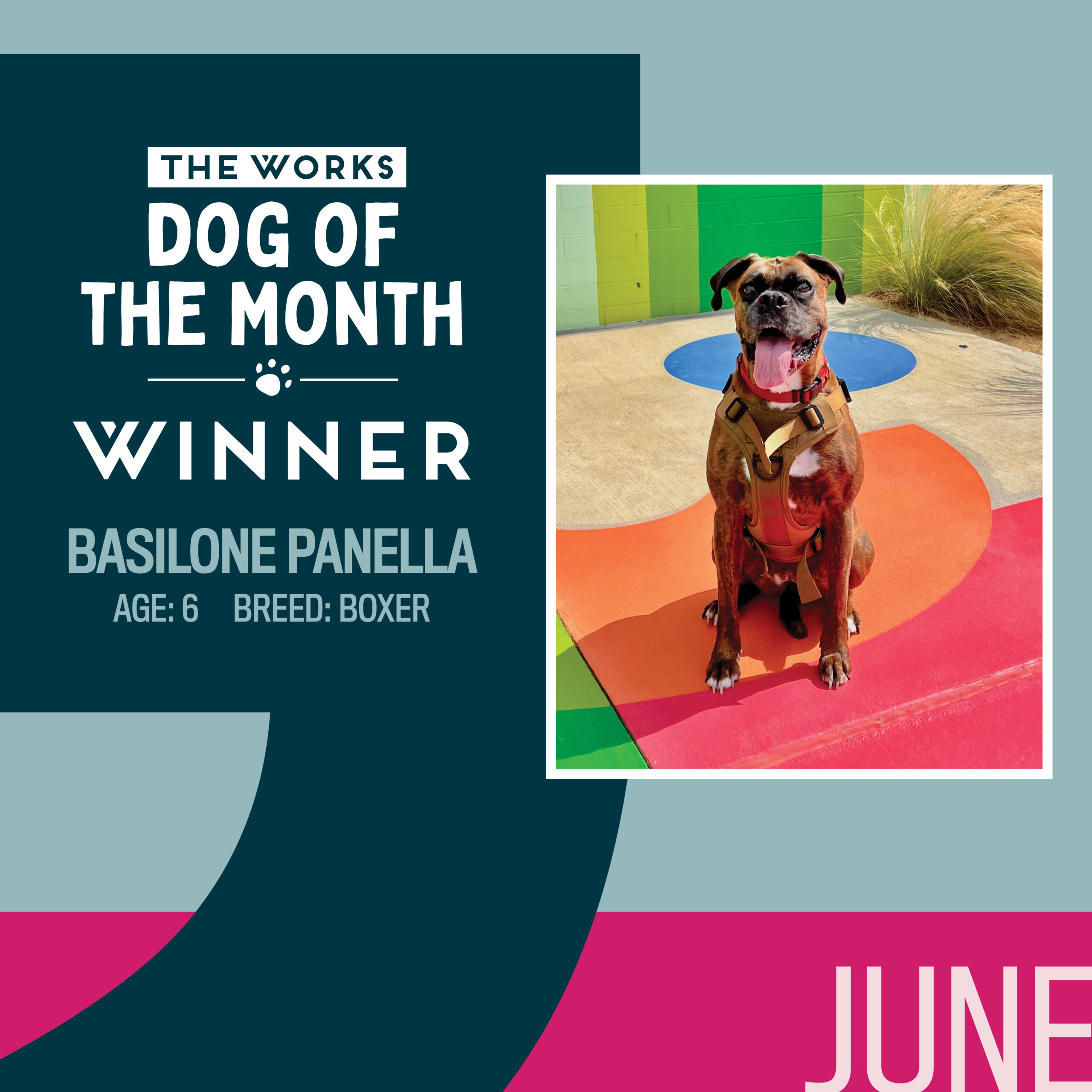 dog of the month winner