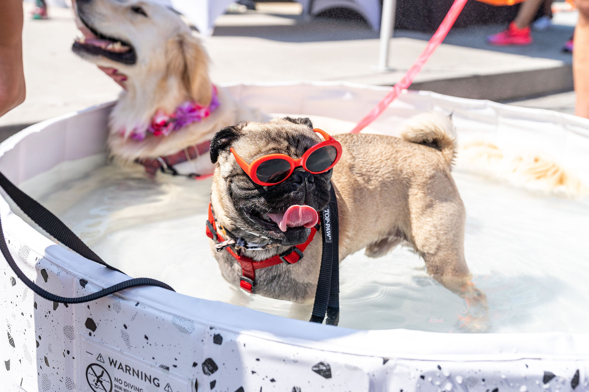 pug in a kiddie pool wearing sunglasses