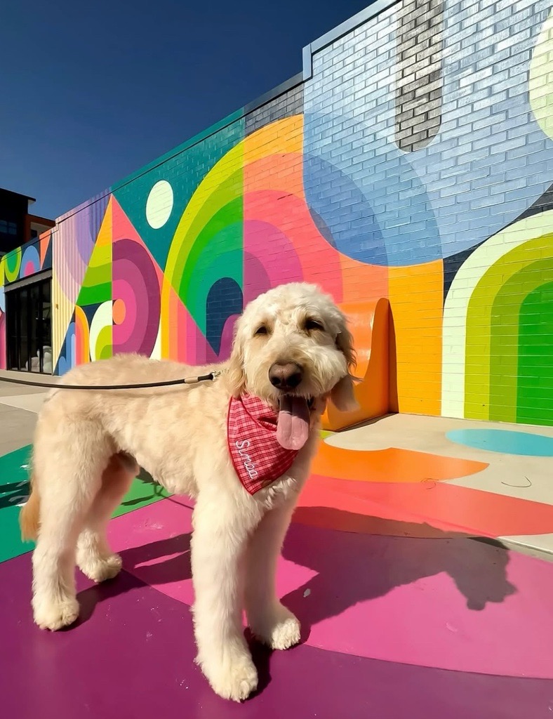 dog in front of rainbow mural