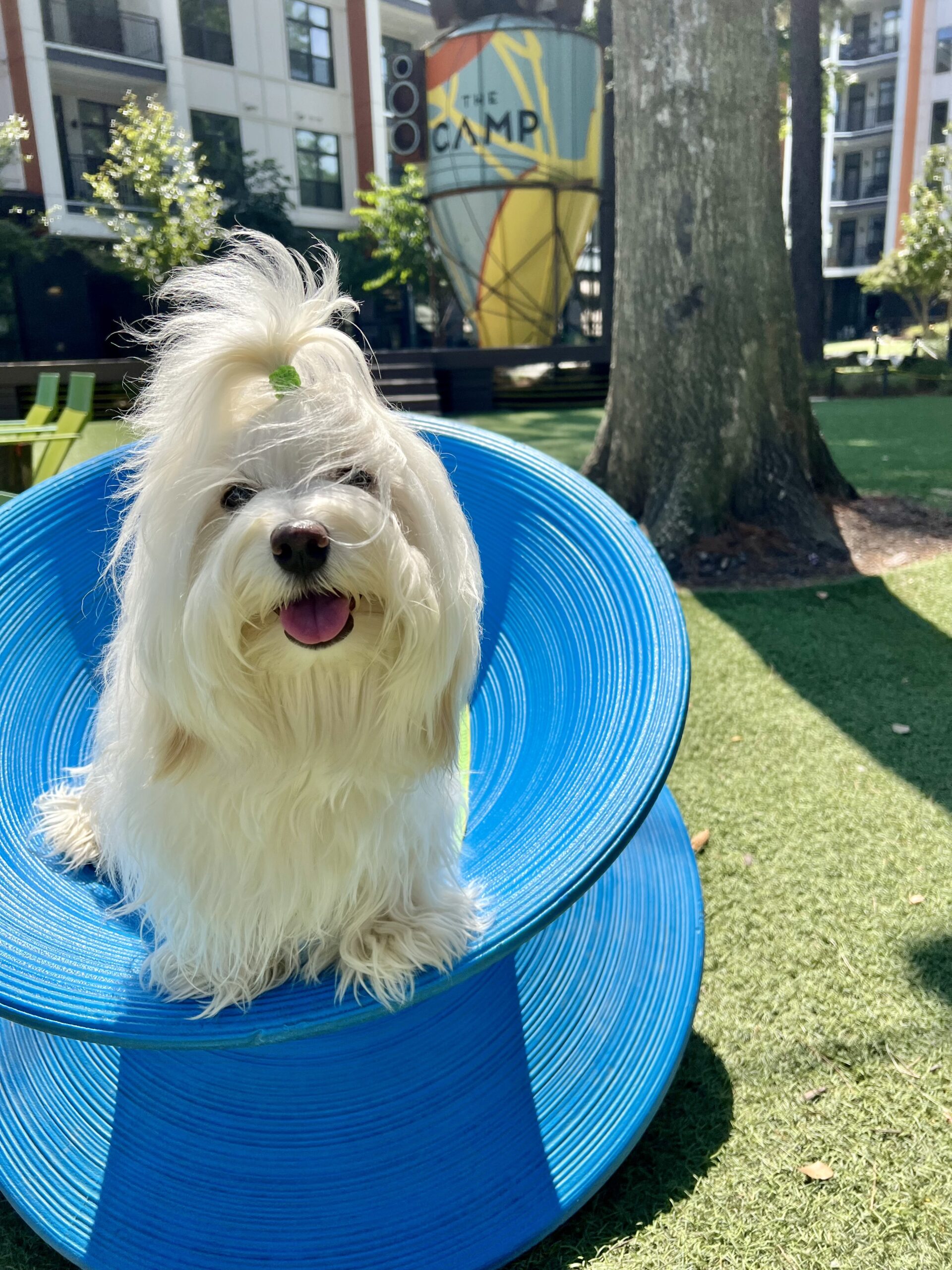 dog in blue chair