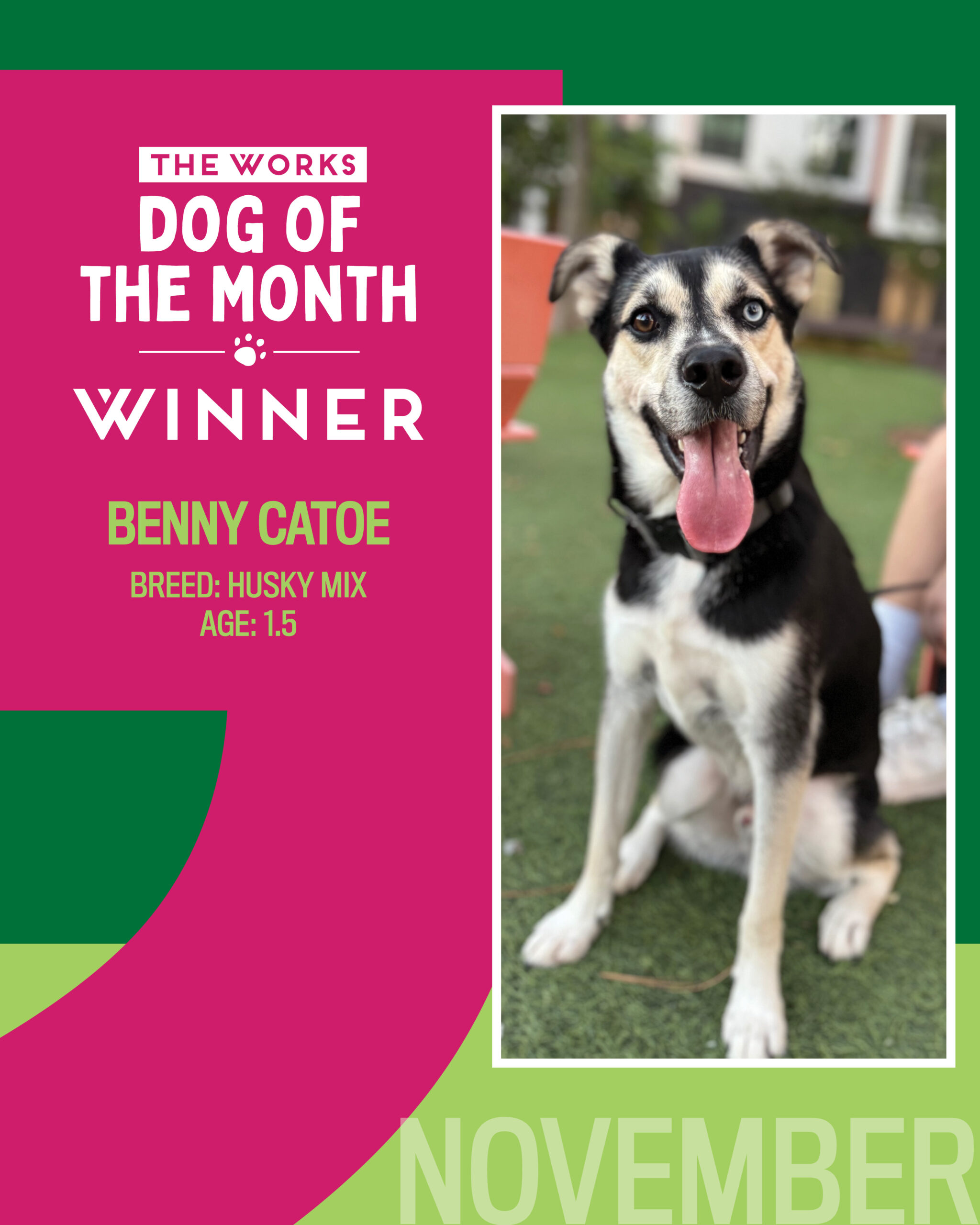 Dog of The Month November