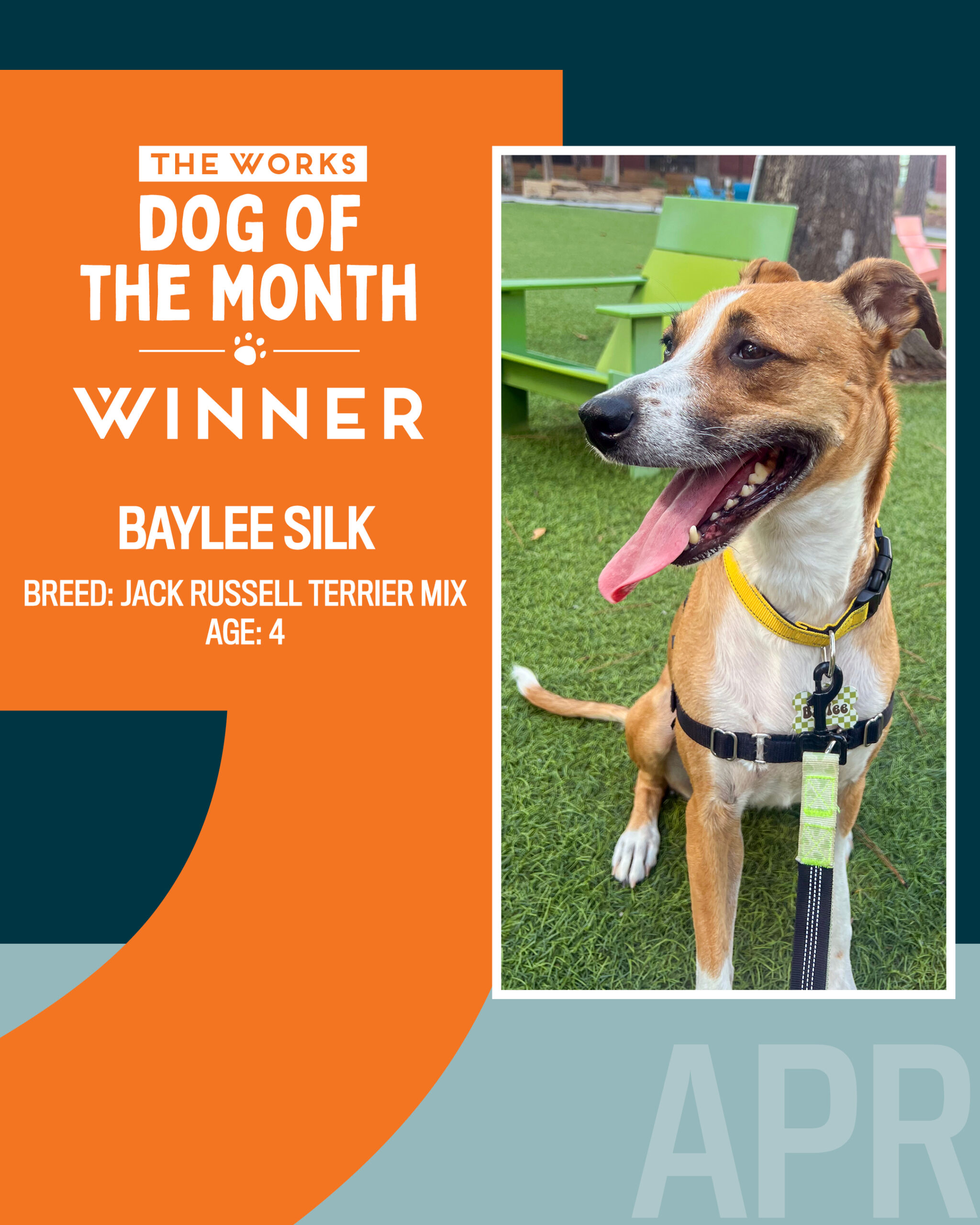 April Dog of the Month winner Baylee