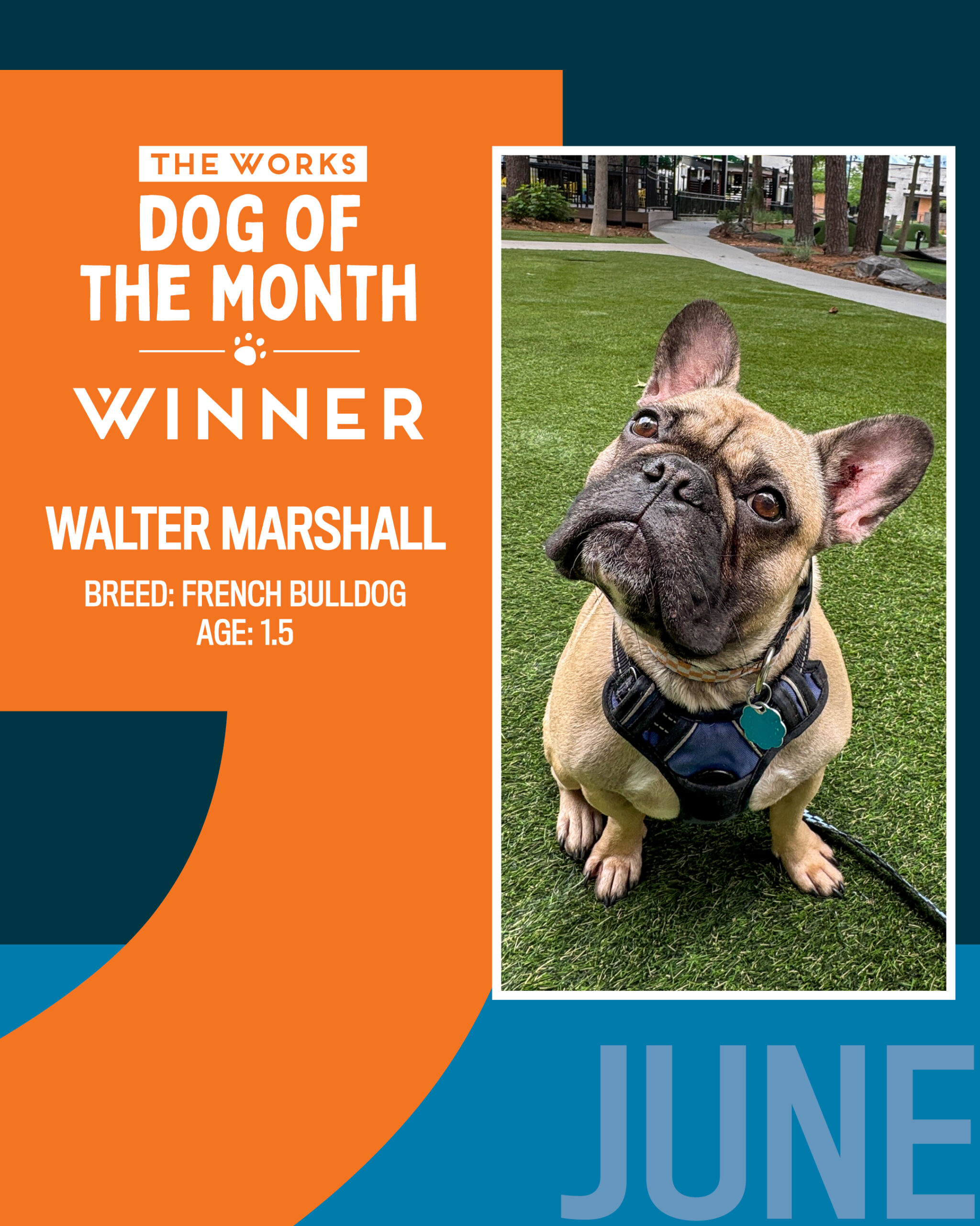 Dog of the Month June 2026